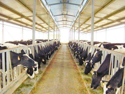 電動(dòng)清掃車能否用于奶牛牧場保潔